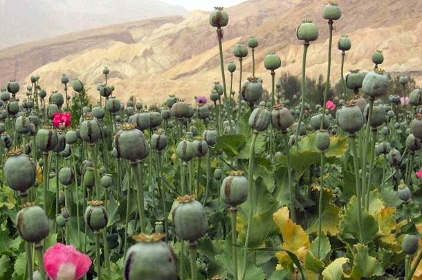 poppies