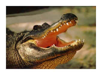 cruise_ship_alligator.jpg (18787 bytes)
