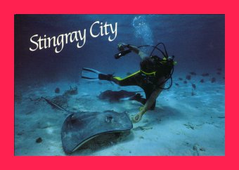 sting rays.jpg (15523 bytes)